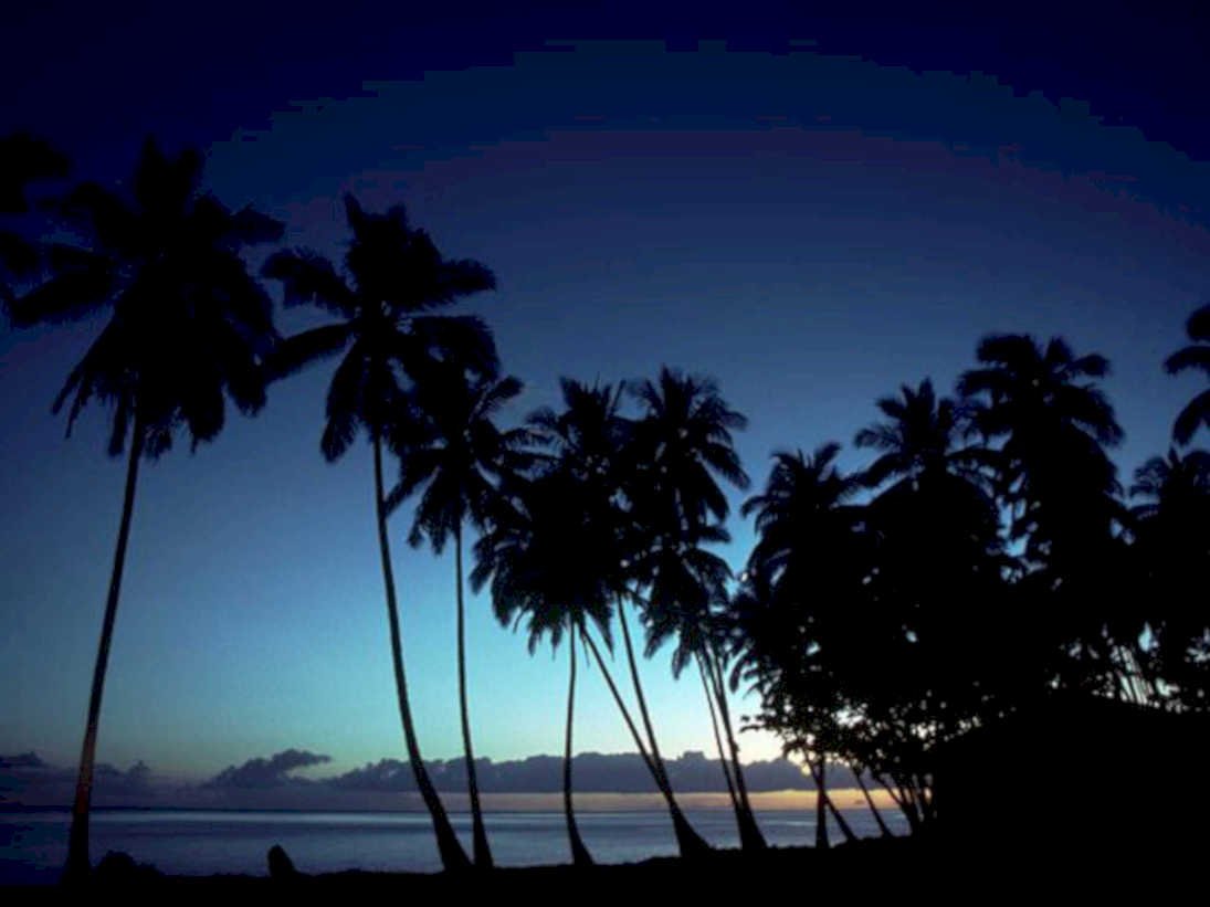 palm trees dusk1980s 1990s A4 Photo Print