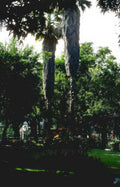 palm trees garden Vintage A4 Photo Print