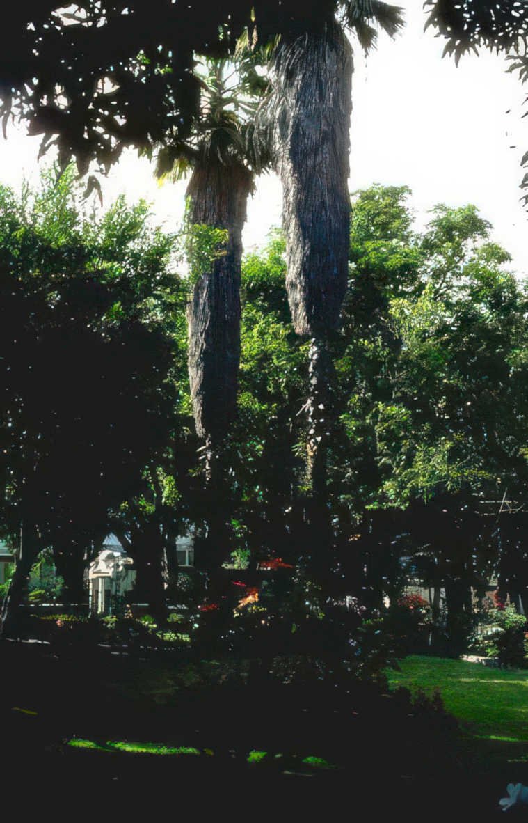 palm trees garden Vintage A4 Photo Print