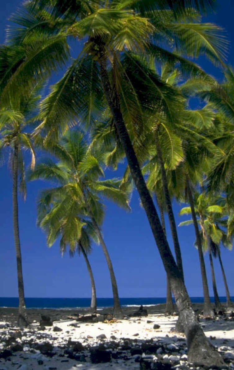 palm trees hawaii 1980s 1990s A4 Photo Print