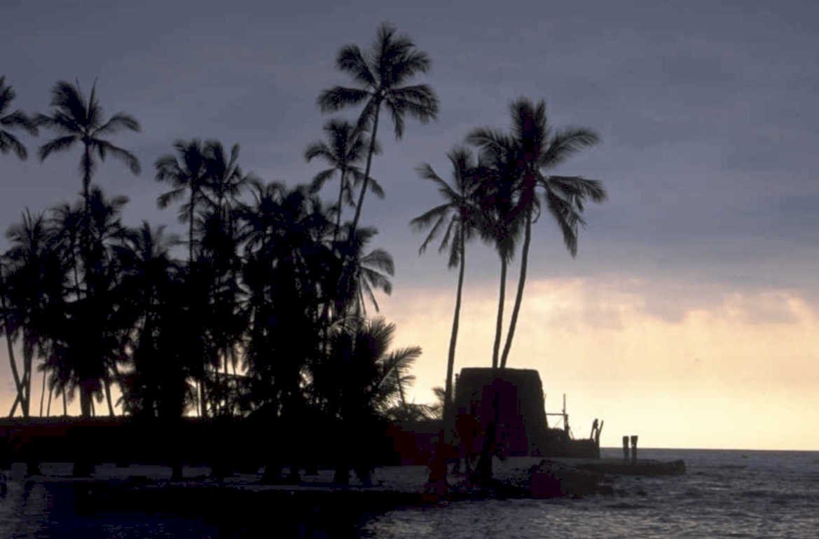 palm trees seawall 1980s 1990s A4 Photo Print