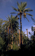 palm trees sky 1980s 1990s A4 Photo Print