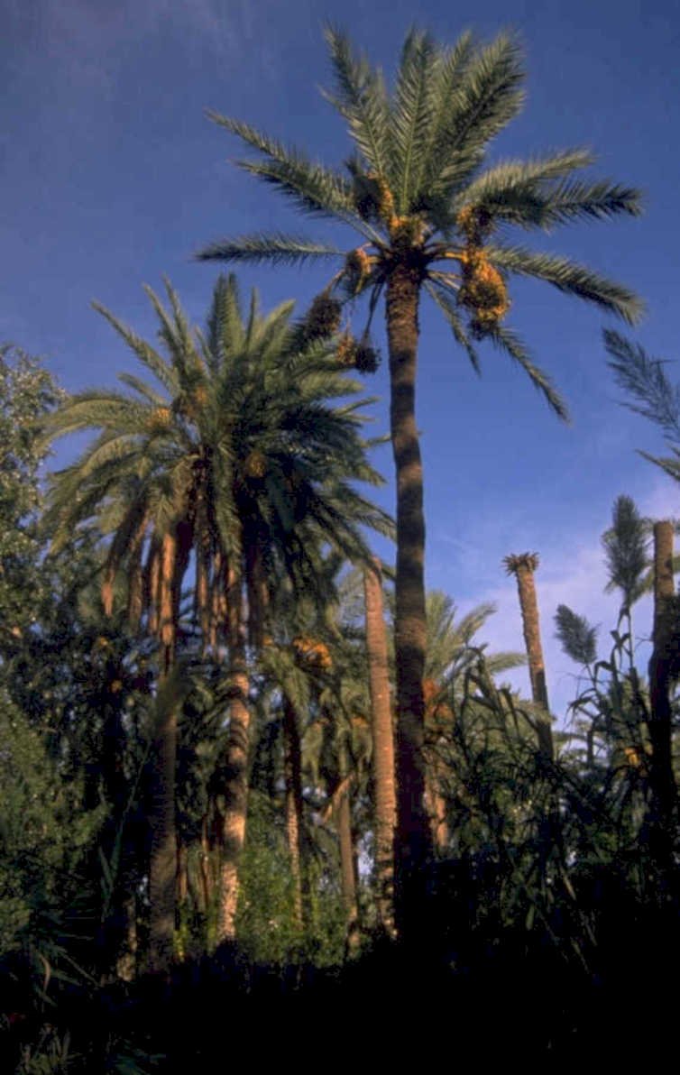 palm trees sky 1980s 1990s A4 Photo Print