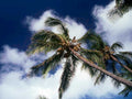 palm trees sky1980s 1990s A4 Photo Print