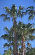 palm trees sun 1980s 1990s A4 Photo Print