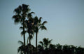 palm trees sunset Vintage A4 Photo Print