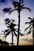 palm trees sunset1980s 1990s A4 Photo Print