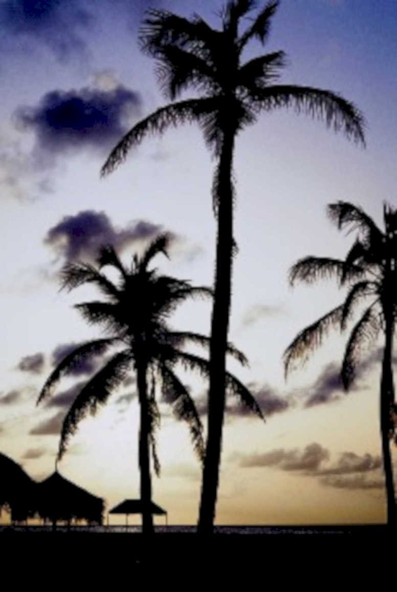 palm trees sunset1980s 1990s A4 Photo Print