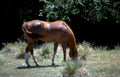 palomino mare texas Vintage A4 Photo Print