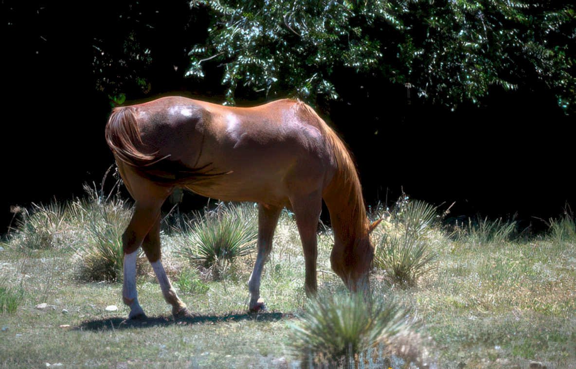 palomino mare texas Vintage A4 Photo Print