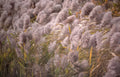 pampas grass autumn