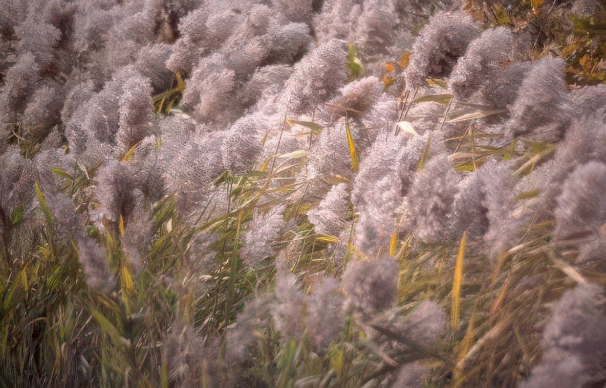 pampas grass autumn