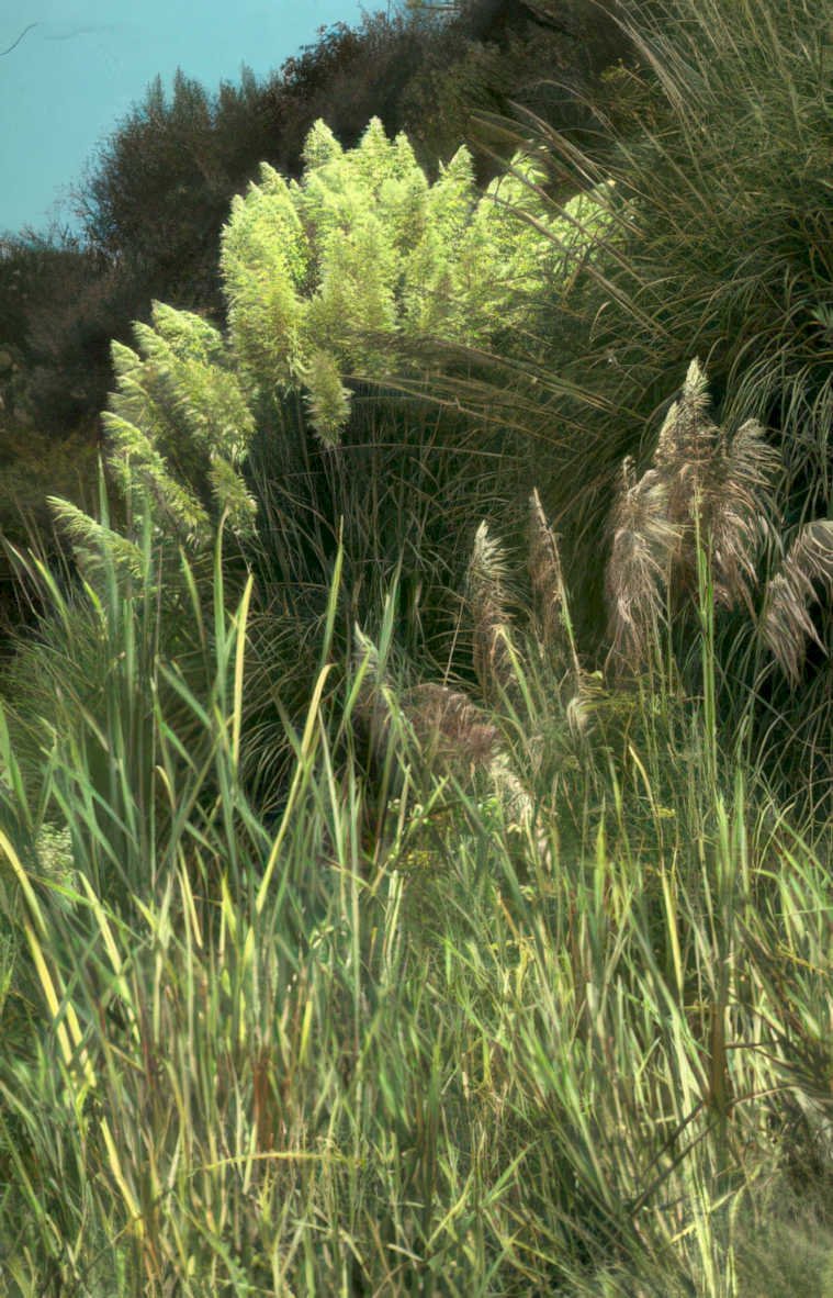 pampas grass coast Vintage A4 Photo Print