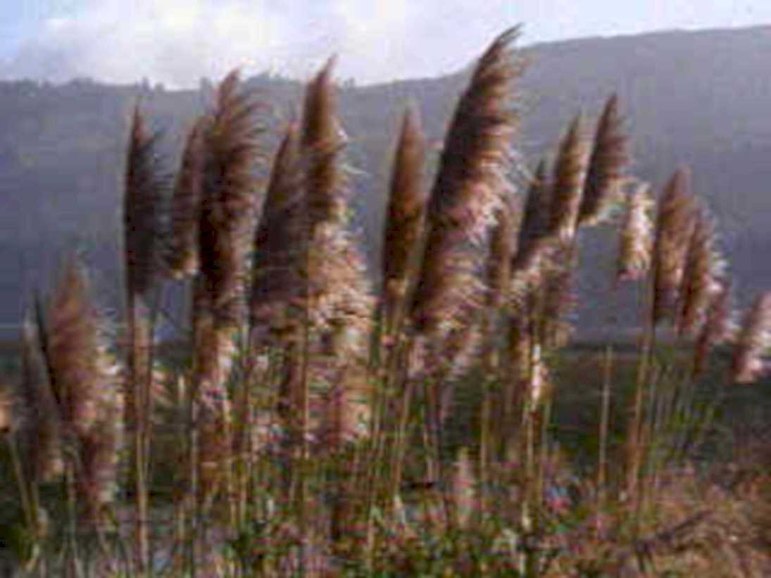 pampas grass coast1980s 1990s A4 Photo Print