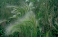 pampas grass meadow Vintage A4 Photo Print