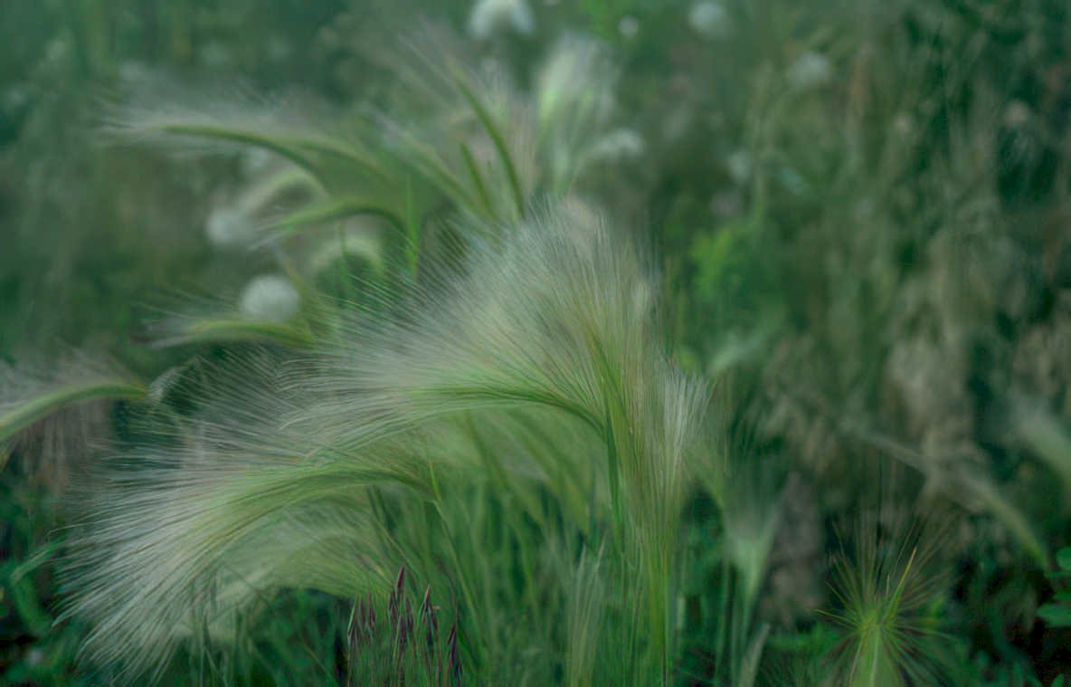 pampas grass meadow Vintage A4 Photo Print