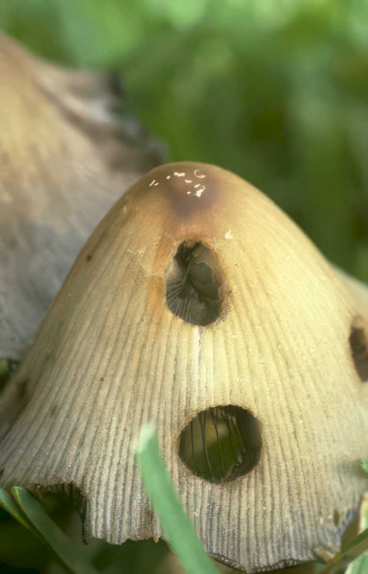 panaeolus carnivorus mushroom Vintage A4 Photo Print