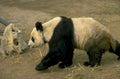 panda bamboo zoo 1980s 1990s A4 Photo Print