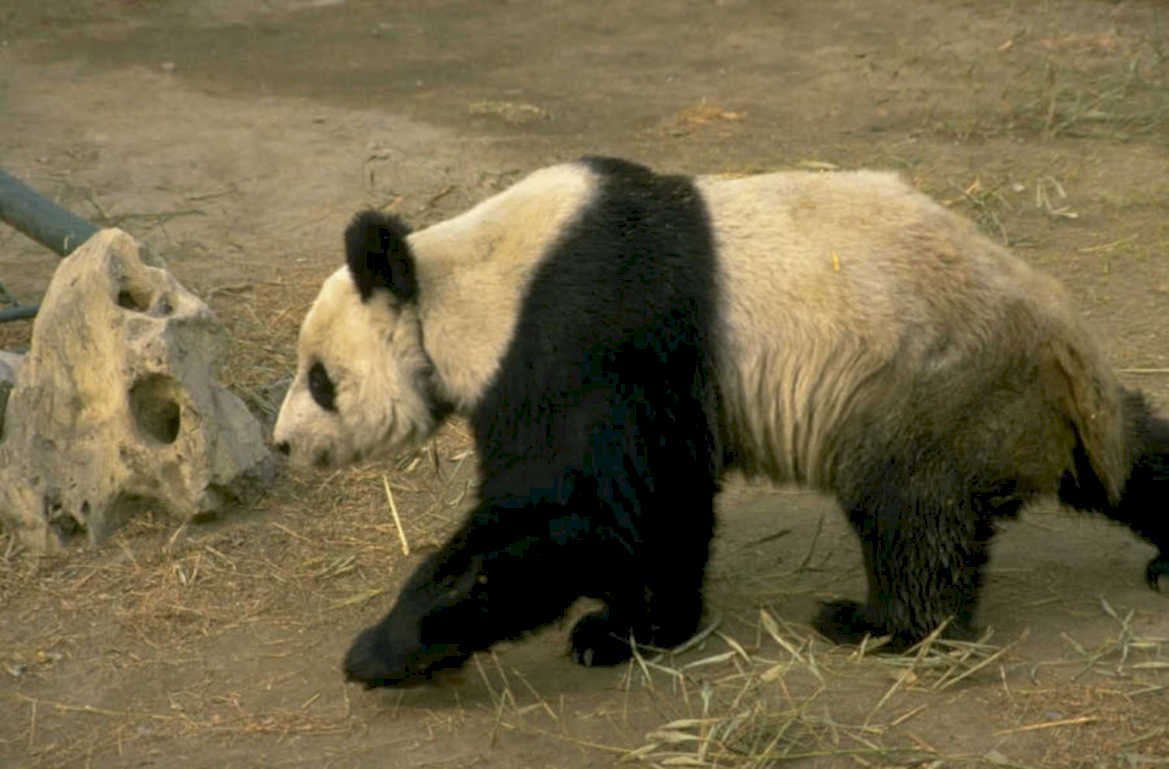 panda bamboo zoo 1980s 1990s A4 Photo Print