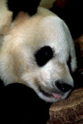 panda cub log1980s 1990s A4 Photo Print