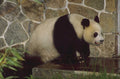 panda habitat zoo 1980s 1990s A4 Photo Print