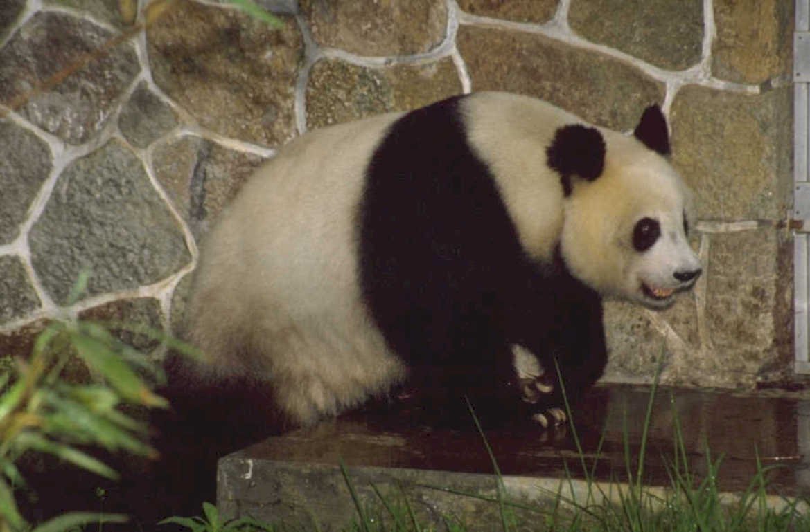 panda habitat zoo 1980s 1990s A4 Photo Print