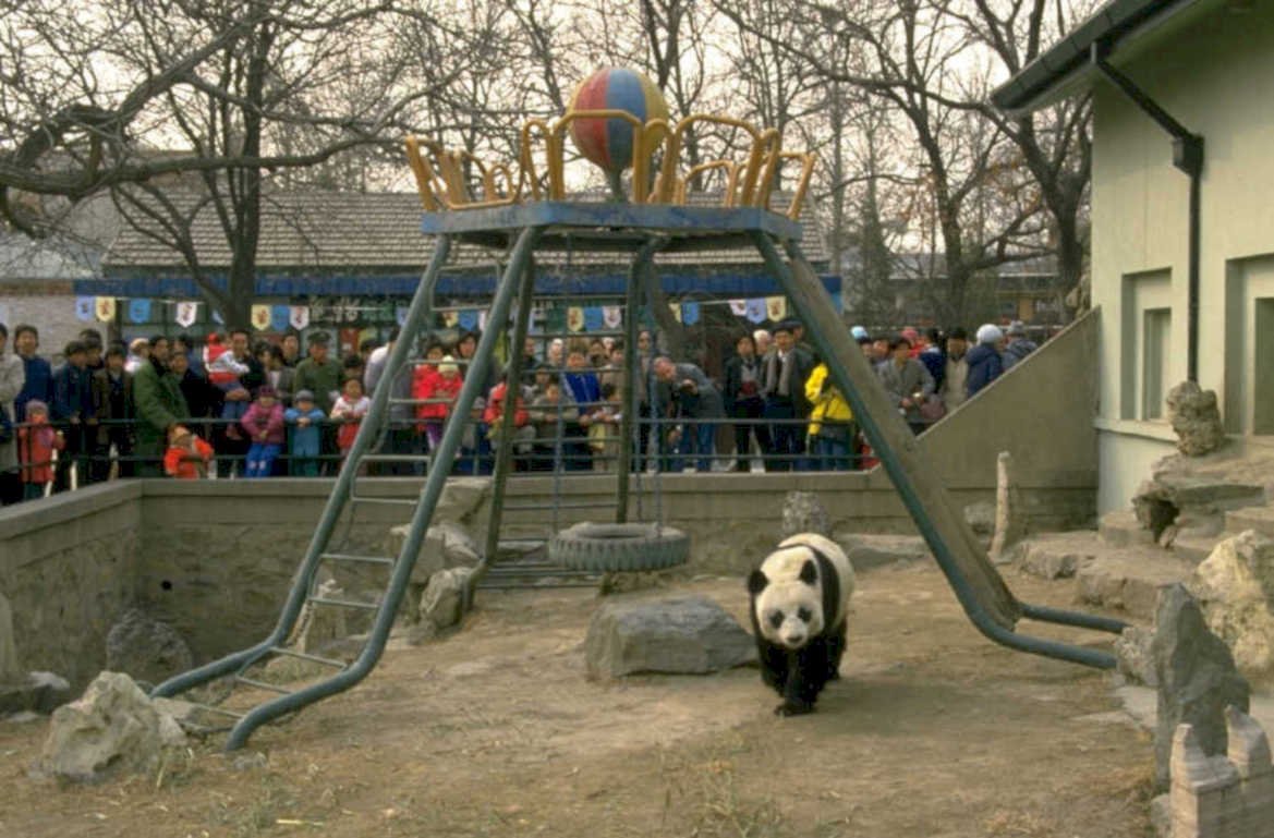 panda play area 1980s 1990s A4 Photo Print