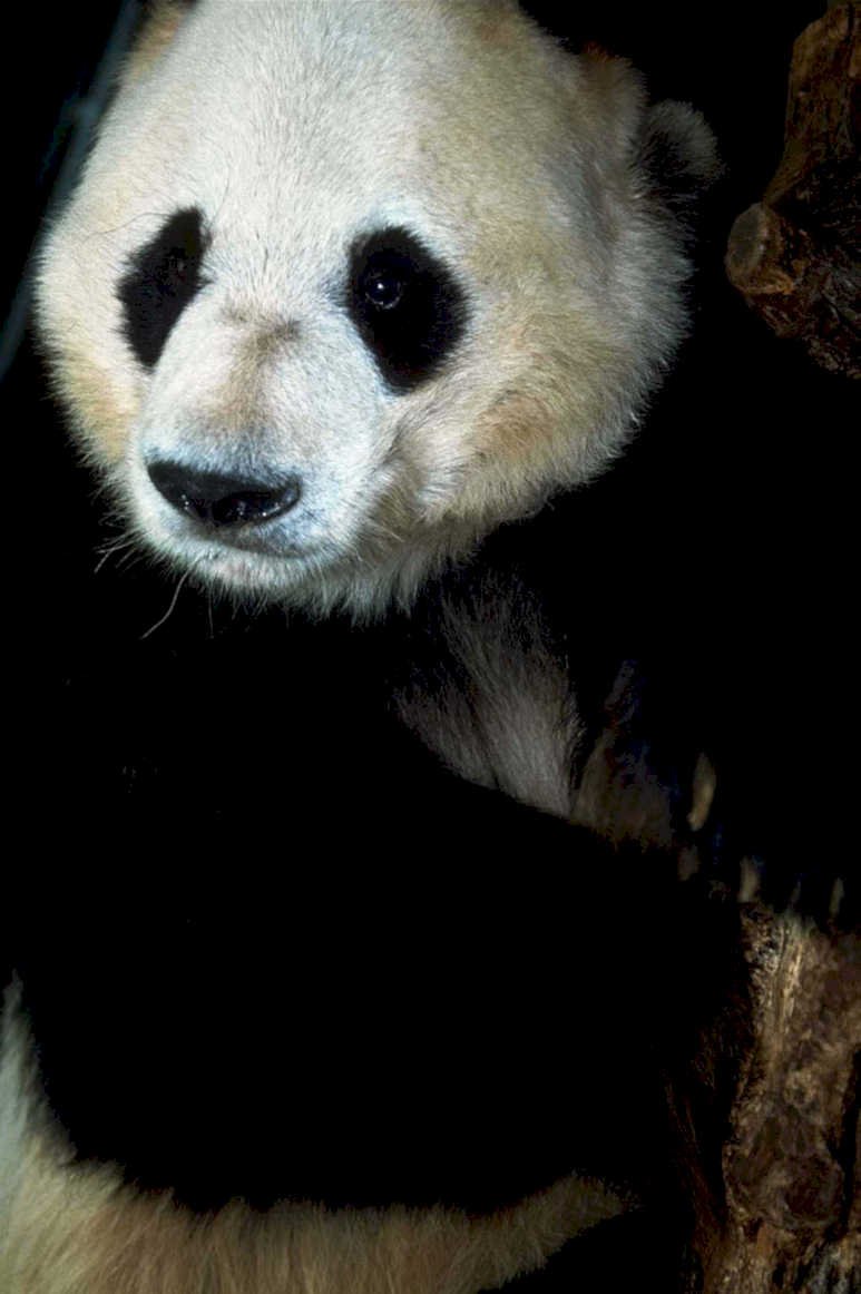 panda portrait zoo1980s 1990s A4 Photo Print