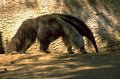 pangolin rock sunlight 1980s 1990s A4 Photo Print