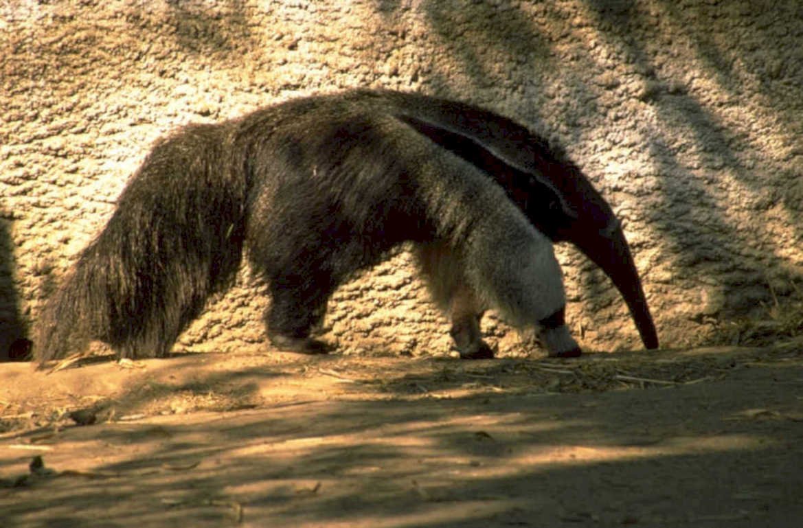 pangolin rock sunlight 1980s 1990s A4 Photo Print
