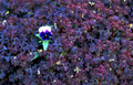 pansy clover flower1980s 1990s A4 Photo Print