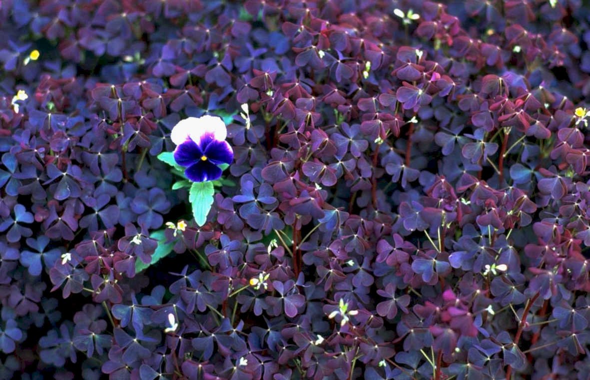 pansy clover flower1980s 1990s A4 Photo Print