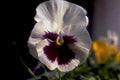 pansy flower purple1980s 1990s A4 Photo Print
