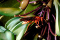 paper wasp heuchera1980s 1990s A4 Photo Print