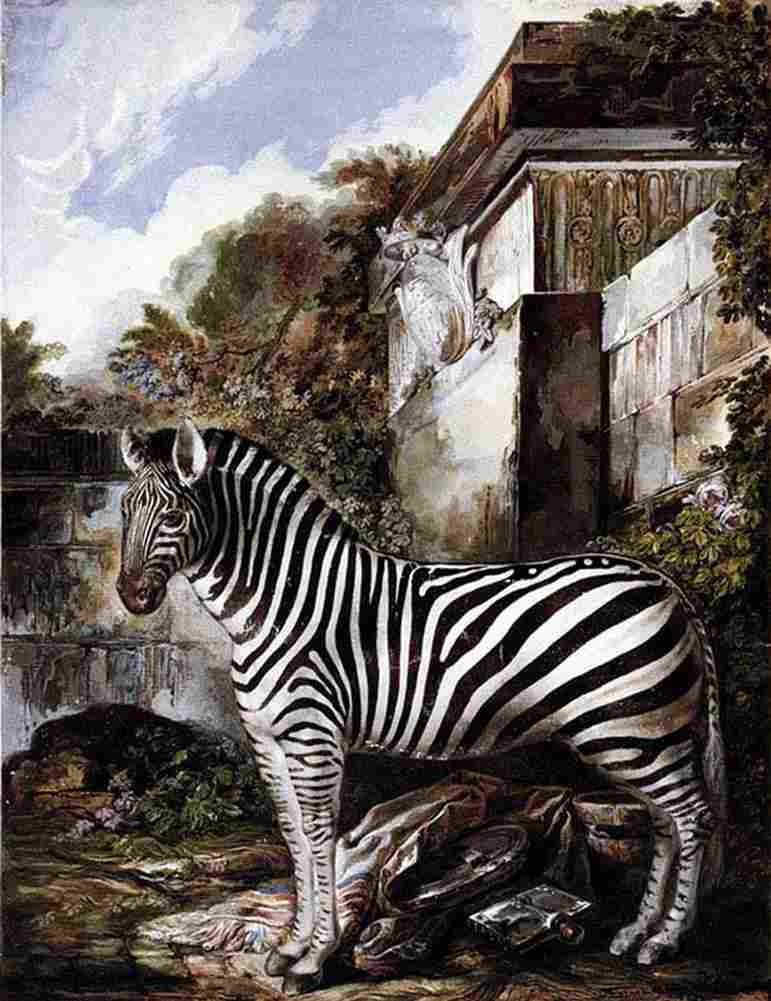 par zebra Art A4 Photo Print