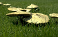 parasol mushrooms grass Vintage A4 Photo Print
