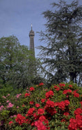 paris rhododendron eiffel 1980s 1990s A4 Photo Print