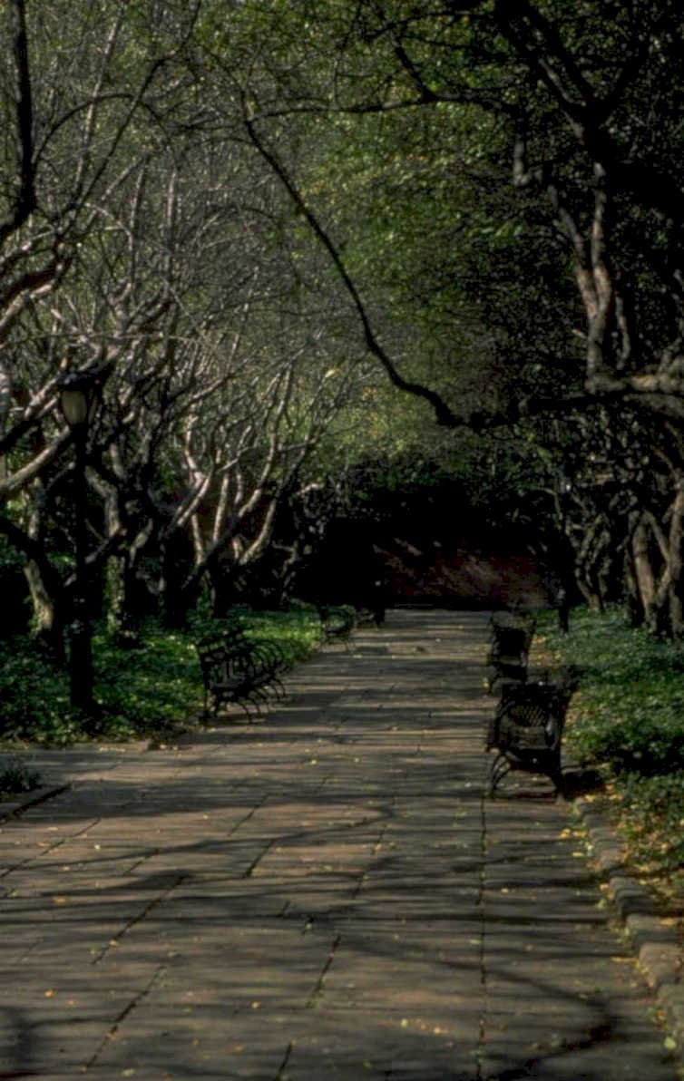 park pathway leaves 1980s 1990s A4 Photo Print