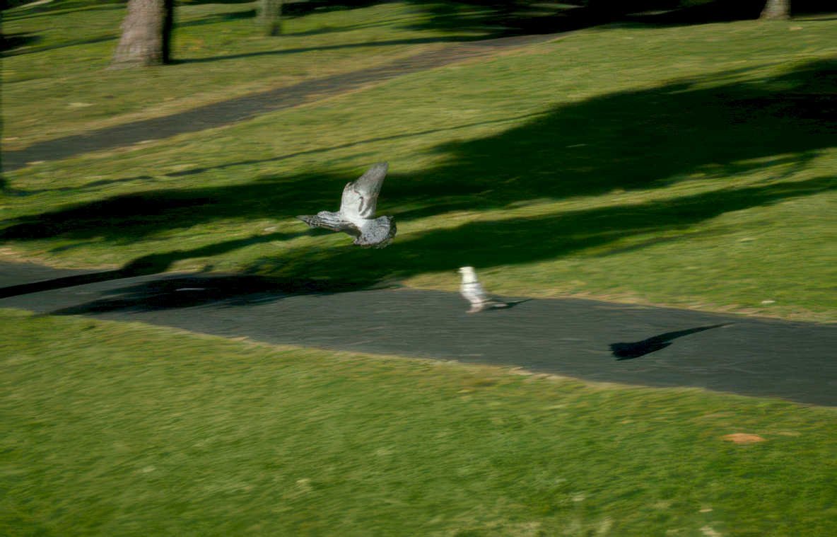 park pigeons flight Vintage A4 Photo Print