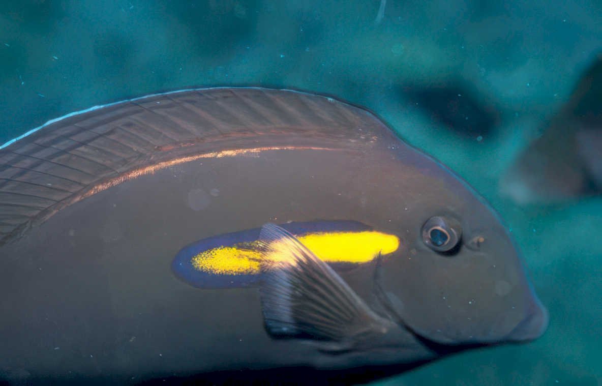 parrotfish reef motion Vintage A4 Photo Print