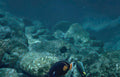 parrotfish reef rocks Vintage A4 Photo Print
