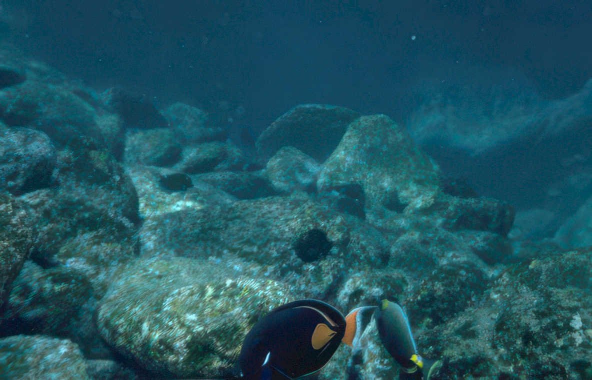 parrotfish reef rocks Vintage A4 Photo Print
