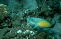 parrotfish reef seabed Vintage A4 Photo Print