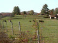 pasture cows autumn1980s 1990s A4 Photo Print