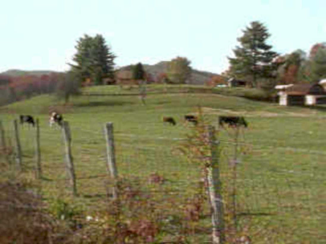 pasture cows autumn1980s 1990s A4 Photo Print