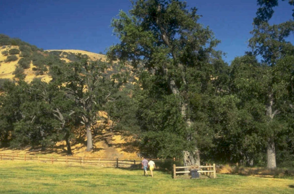 pasture horses foothills 1980s 1990s A4 Photo Print