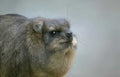 patagonian mara closeup Vintage A4 Photo Print