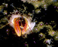 pea crab carapace1980s 1990s A4 Photo Print