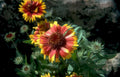 peach coneflowers bloom Vintage A4 Photo Print