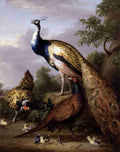 peacock 3 Art A4 Photo Print